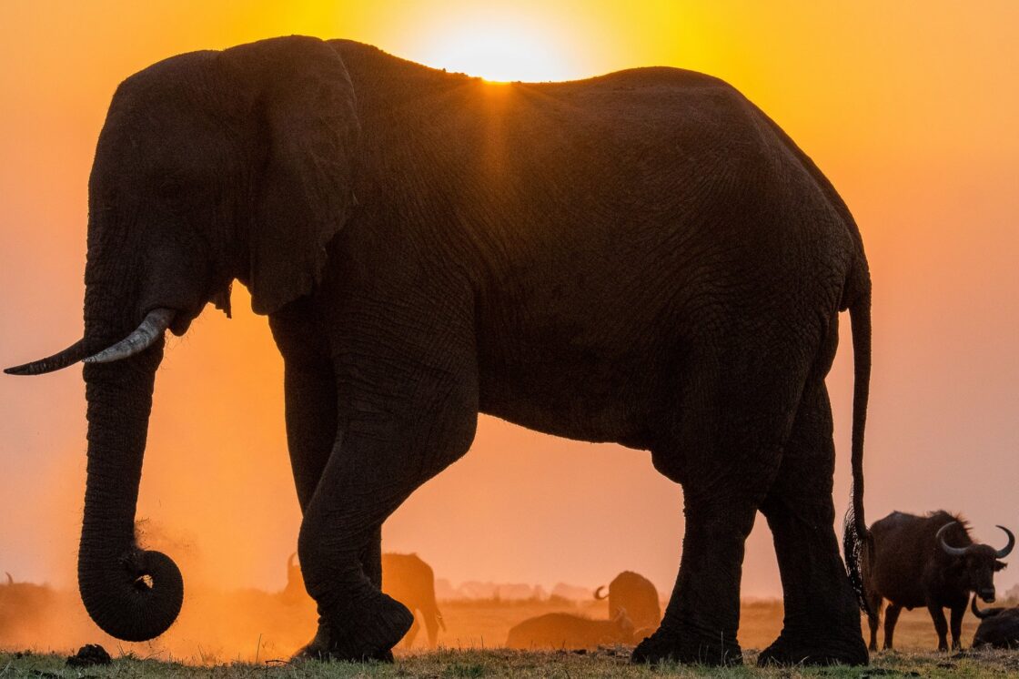 Open-source AI is turning wildlife images into usable conservation intelligence