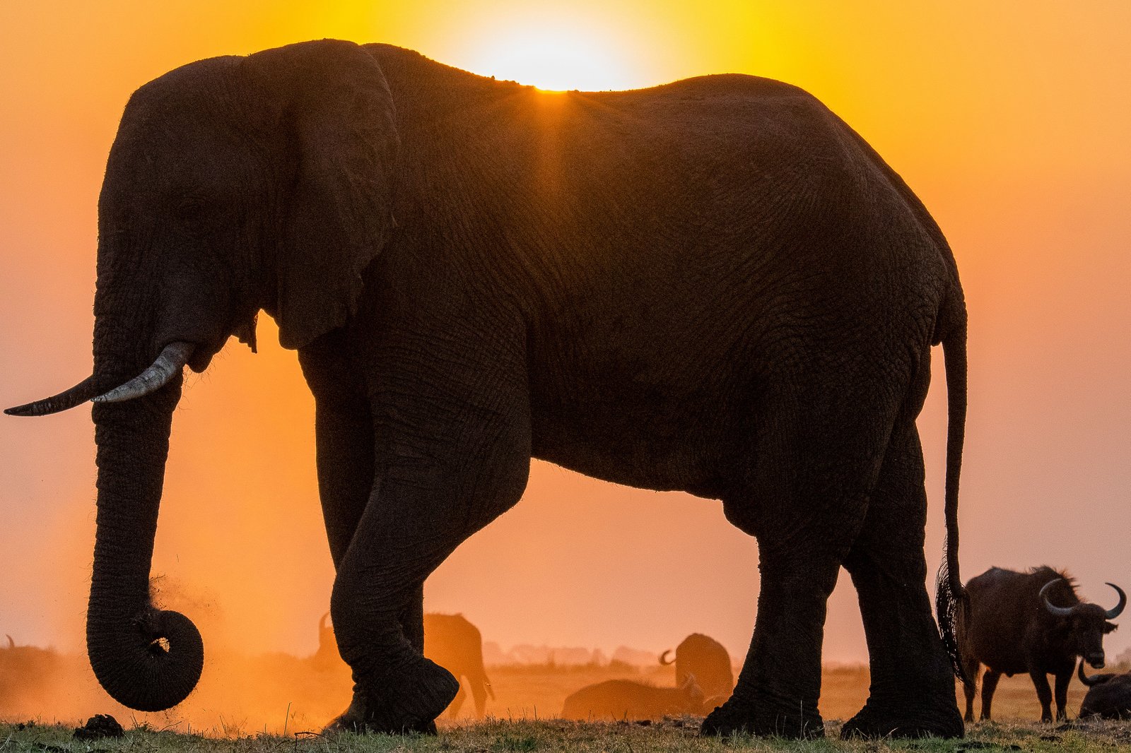 Open-source AI is turning wildlife images into usable conservation intelligence