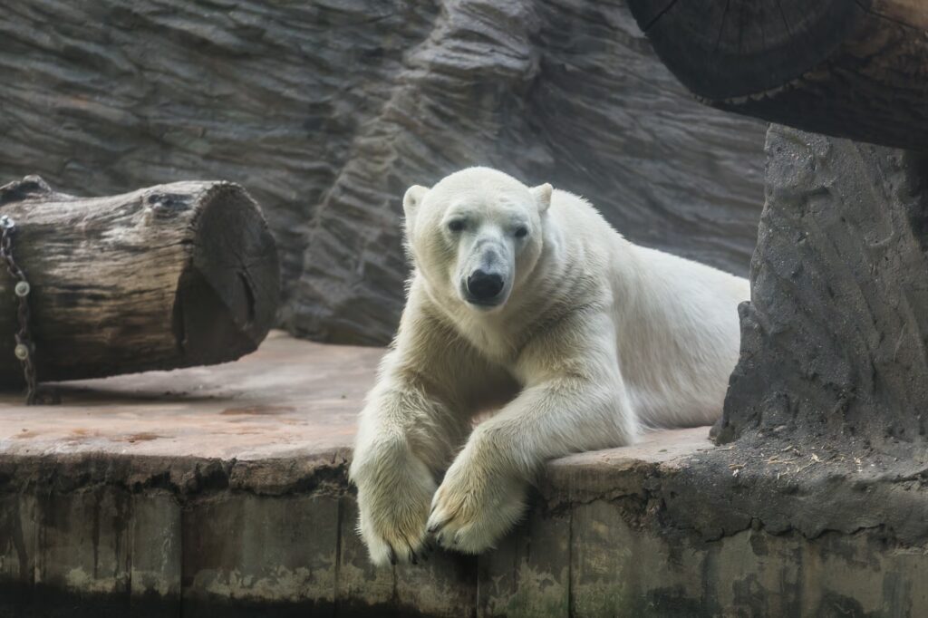 Why does Webiano Digital & Marketing Agency have a bear in its logo?