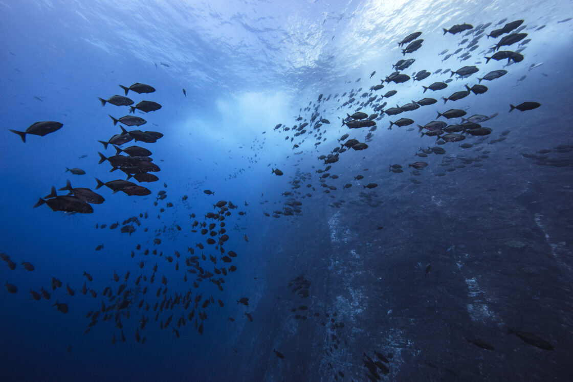 If the undersea internet went dark overnight